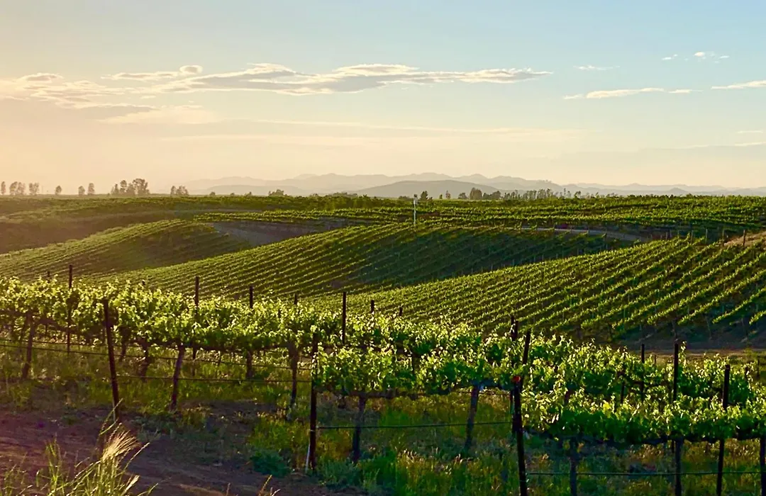 Domaine Chardonnay-1
